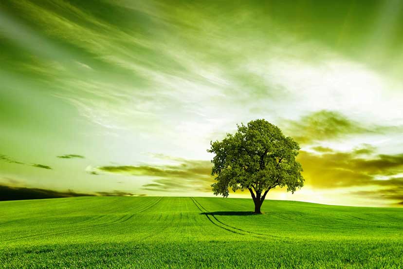 Lush Green Landscape Health and Well being