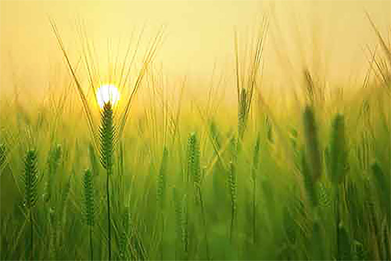 Fields with Crops Prosperity and Abundance