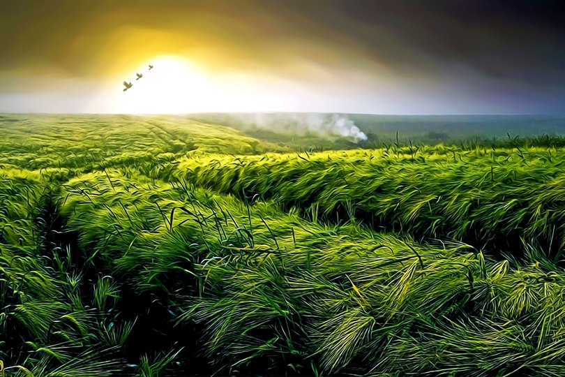 CP-landscape3.jpg