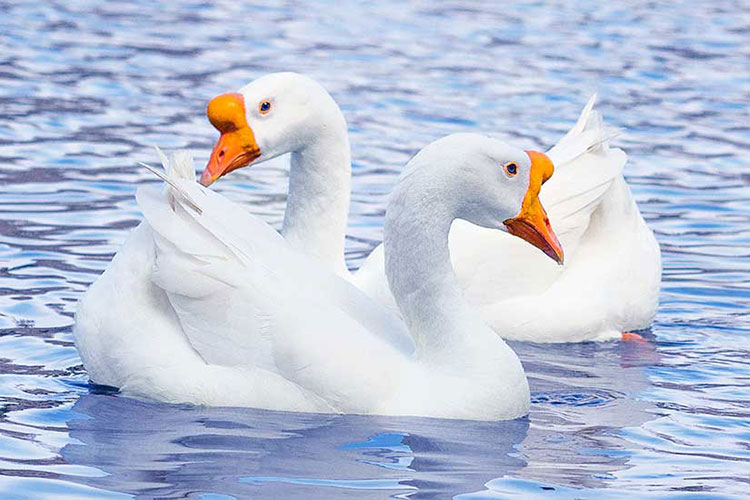 Duck-CP103.jpg