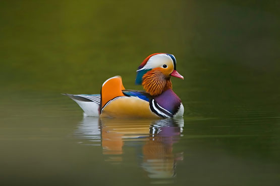 Duck-CP105.jpg