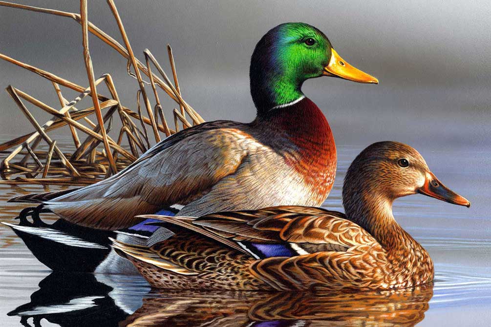 Duck-CP106.jpg