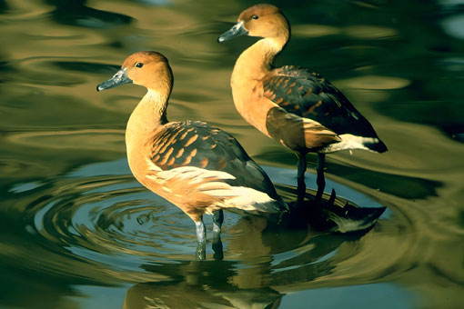Duck-CP107.jpg