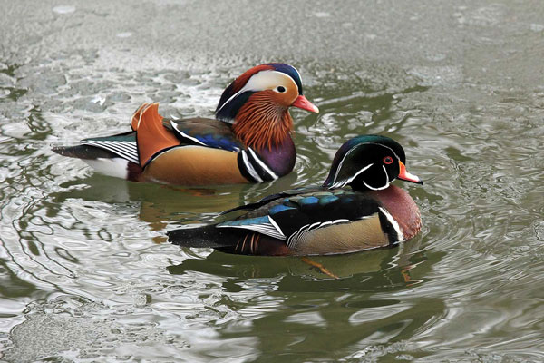 Duck-CP108.jpg