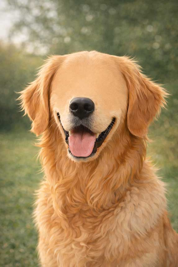 Dog Faceless Portrait