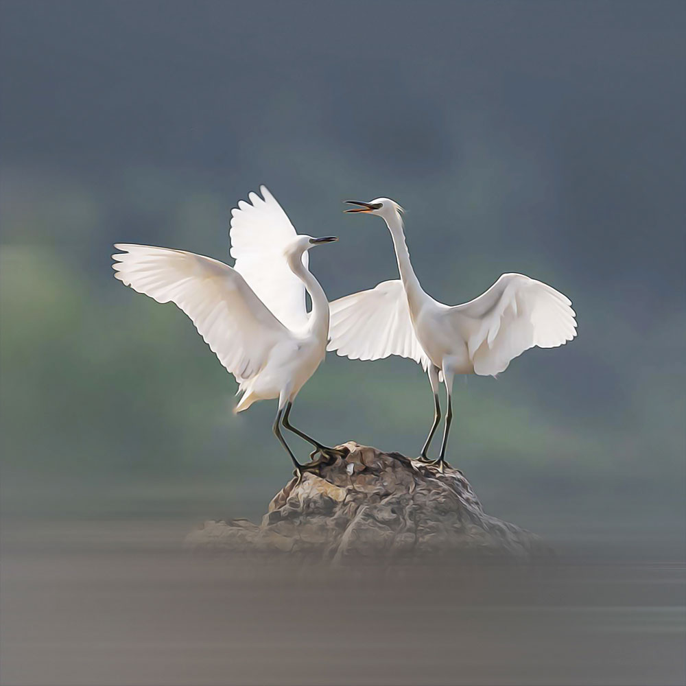 Swan_CP114.jpg