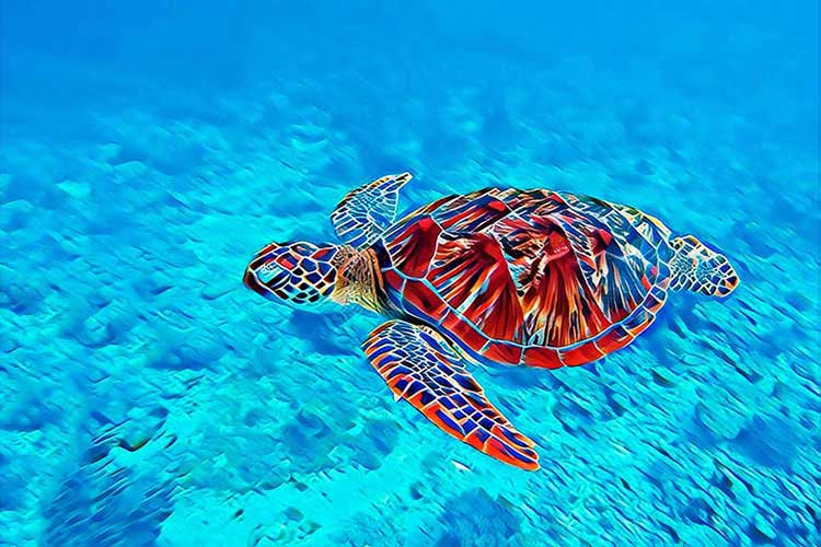 Turtle-CP102.jpg